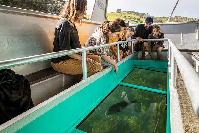 Glass Bottom Boat Tour - Cruising the open marine reserve: what you might see