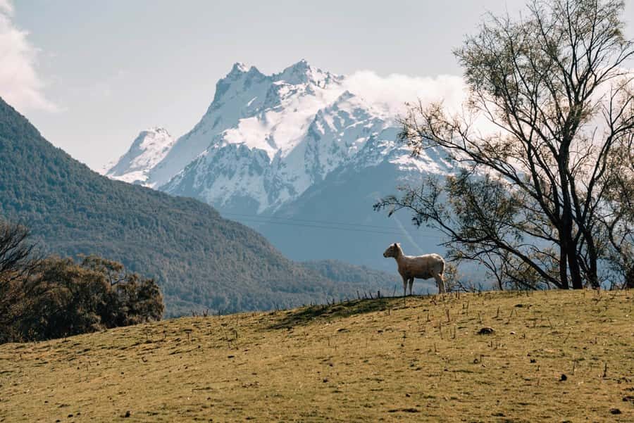 Glenorchy: 4WD Lord Of the Rings Half-Day Tour - Who should book this Glenorchy Lord of the Rings 4WD tour