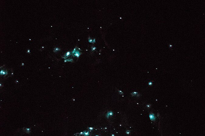 Glow Worm Caves Express Tour in Bay of Islands - Kawiti Glowworm Caves: what the 40 minutes is really like