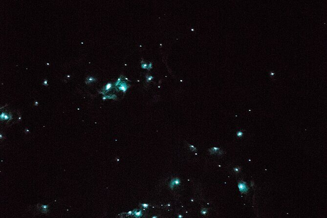 Glow Worm Caves Express Tour in Bay of Islands - Meeting at Paihia and getting to the caves without stress
