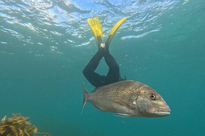 Goat Island Experience Advanced Snorkel Tour - Key points before you go