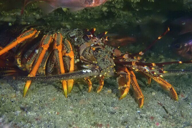 Goat Island Experience Advanced Snorkel Tour - Goat Island Marine Reserve: a natural aquarium built for sightings