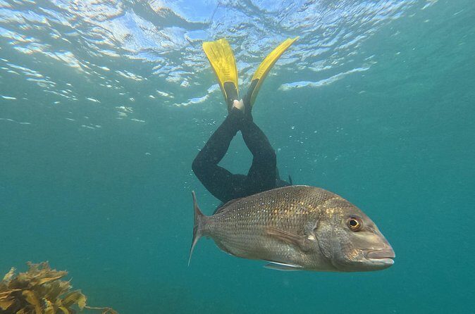 Goat Island Experience Advanced Snorkel Tour - What you may see: rays, octopus, snapper, and big-moment visitors