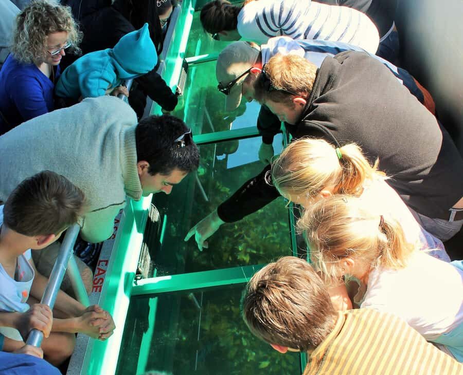 Goat Island: Glass Bottom Boat Tour - Key Points You’ll Care About Before You Go