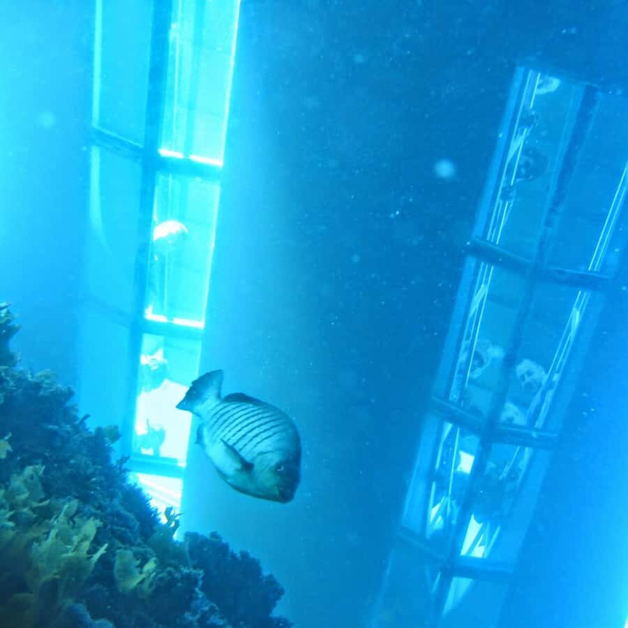 Goat Island: Glass Bottom Boat Tour - Meeting at Te Hawere-a-Maki and the Quick Turn Into On-Water Time