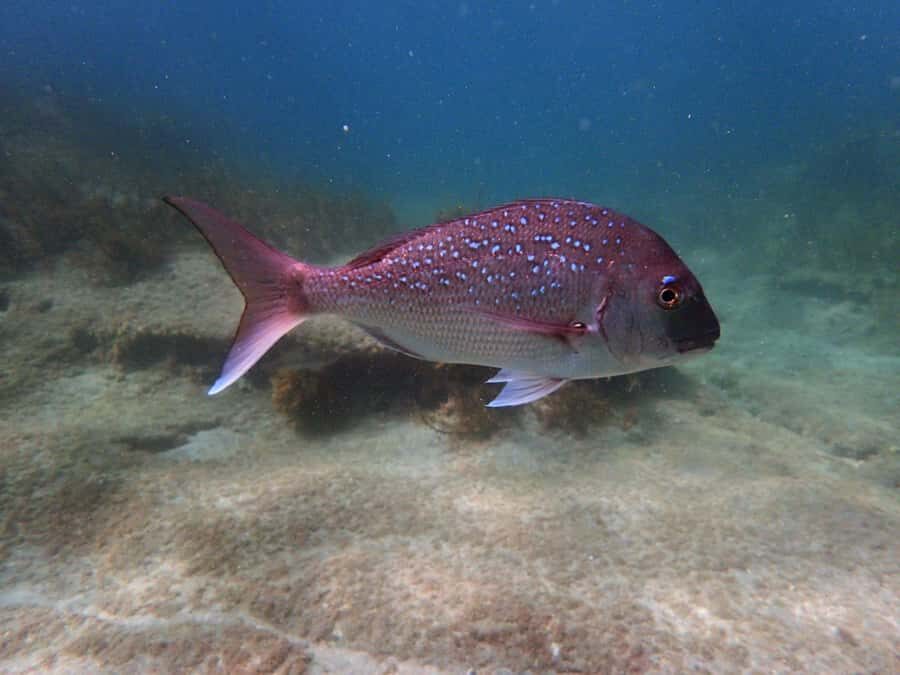 Goat Island Guided Snorkeling Tour for Beginners - What You’ll See in the First Marine Reserve in New Zealand