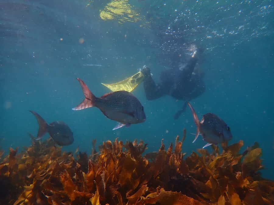 Goat Island Guided Snorkeling Tour for Beginners - The 150-Minute Flow: From Mask Breathing to Out-to-Sea Confidence