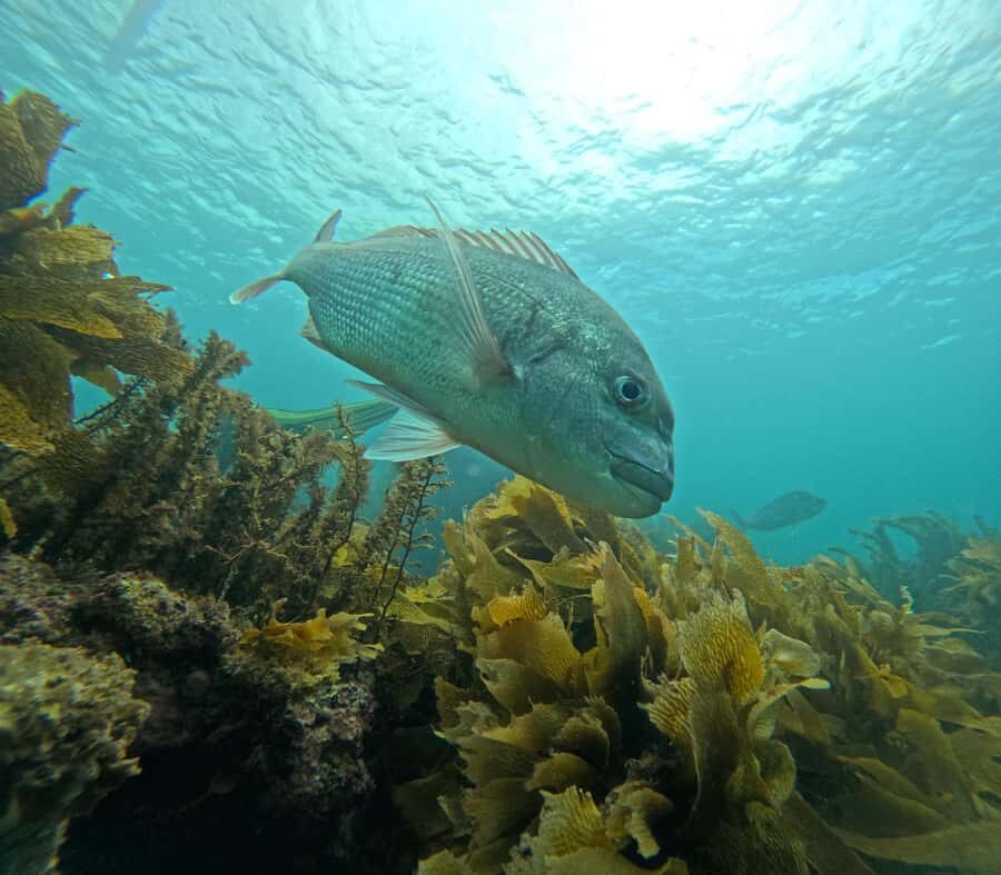 Goat Island Guided Snorkeling Tour for Beginners - The Guides: The Human Part That Changes Everything