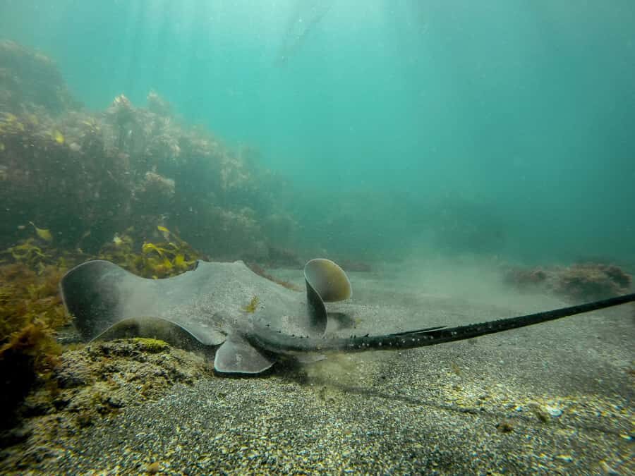 Goat Island Guided Snorkeling Tour for Beginners - After the Guided Session: Use the Equipment and Keep Exploring