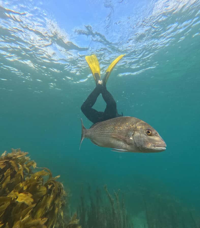 Goat Island Guided Snorkelling Tour For Advanced - The 150-minute structure: training first, then exploring the reserve