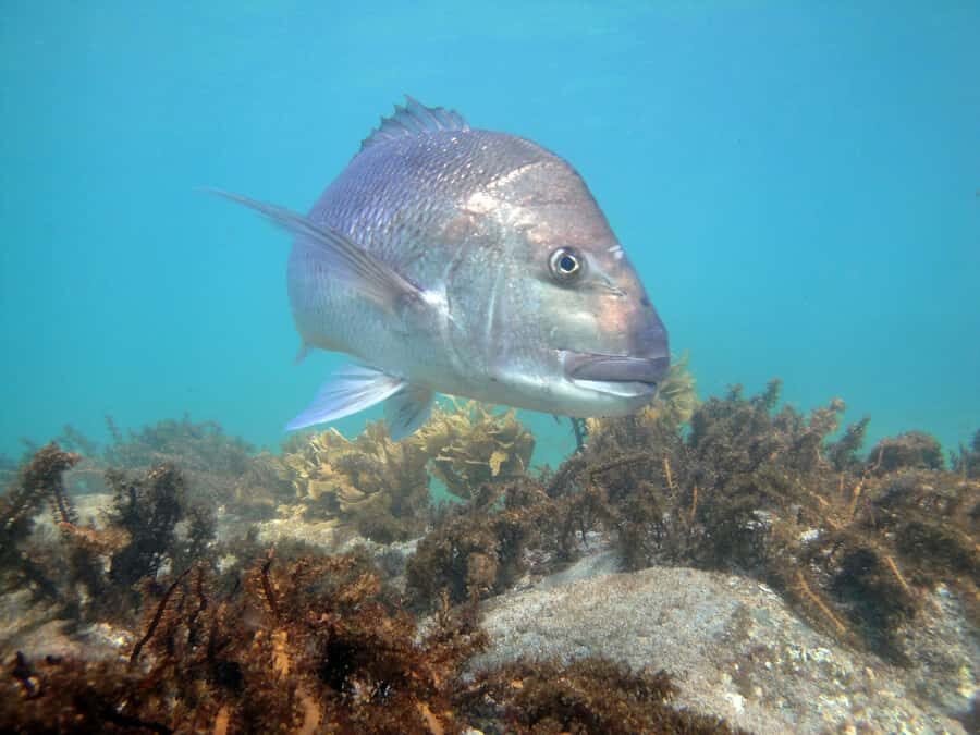 Goat Island Guided Snorkelling Tour For Advanced - Marine life time: what you should hope to see and how to notice it