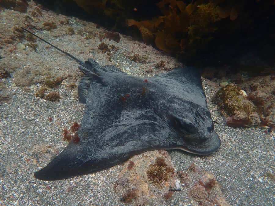 Goat Island Guided Snorkelling Tour For Advanced - Safety and rules you’ll follow in the reserve