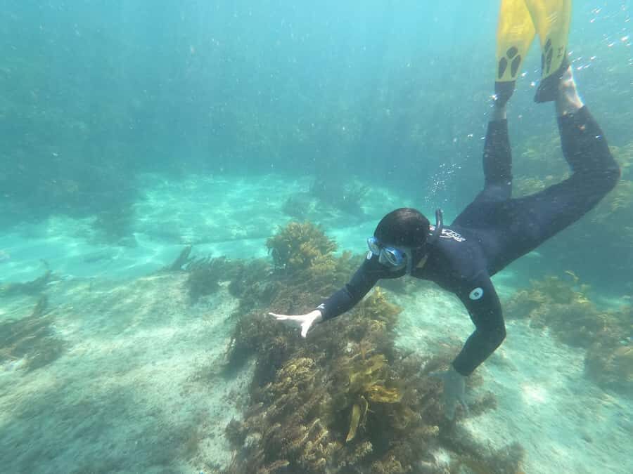 Goat Island Guided Snorkelling Tour For Advanced - Check-in at the Goat Island Dive & Snorkel Centre (and why arriving ready helps)