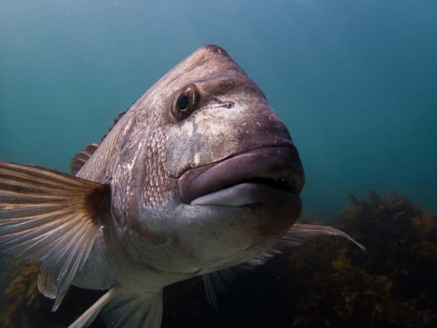 Goat Island Try Scuba Diving Experience - Key things I’d prioritize before you book