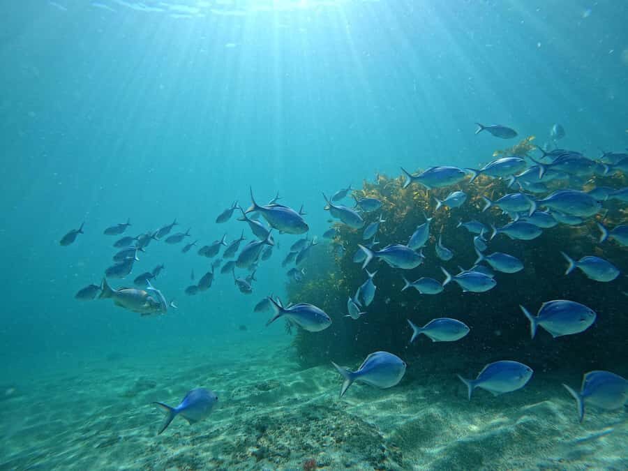 Goat Island Try Scuba Diving Experience - Safety-first theory: equipment, checks, and what instructors emphasize