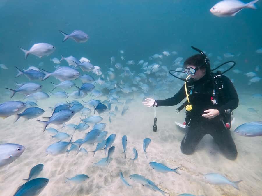 Goat Island Try Scuba Diving Experience - Seeing fish at Goat Island Marine Reserve (and respecting the rules)