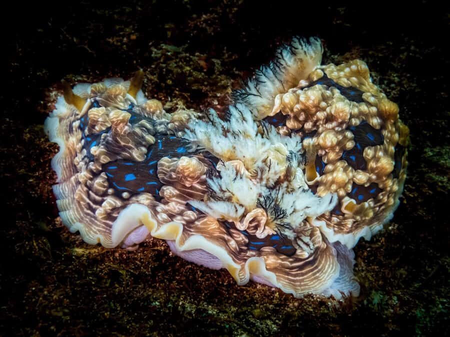 Goat Island Try Scuba Diving Experience - What to bring (and what to avoid) so you feel ready