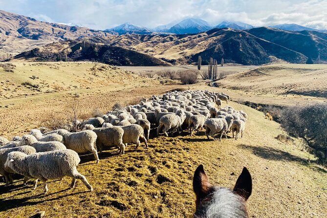 Gold Discovery Trail Horse Trek Cardrona - Most popular! - The mountain climb and Lake Wānaka views (when they shine)