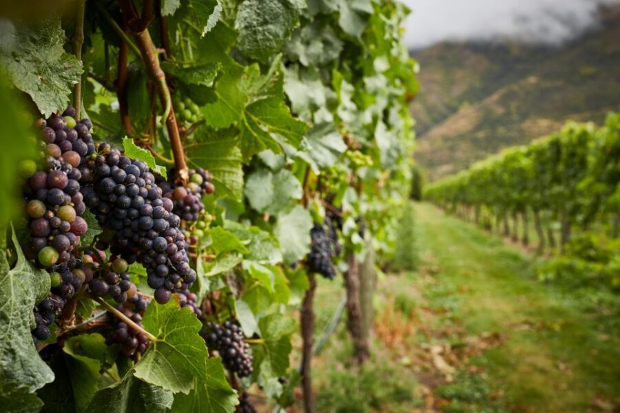 Gourmet Food and Wine Tour with Lunch and Wine Tastings - Four vineyard tastings across Gibbston, Cromwell, and Bannockburn basin