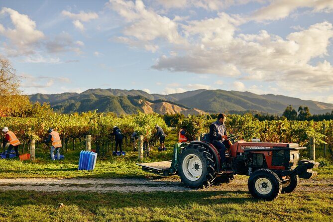 Gourmet Gold Wine Tour: Indulge in Cloudy Bay's finest wines - Stop 4: Saint Clair Family Estate Vineyard Kitchen (lunch that actually feels like lunch)