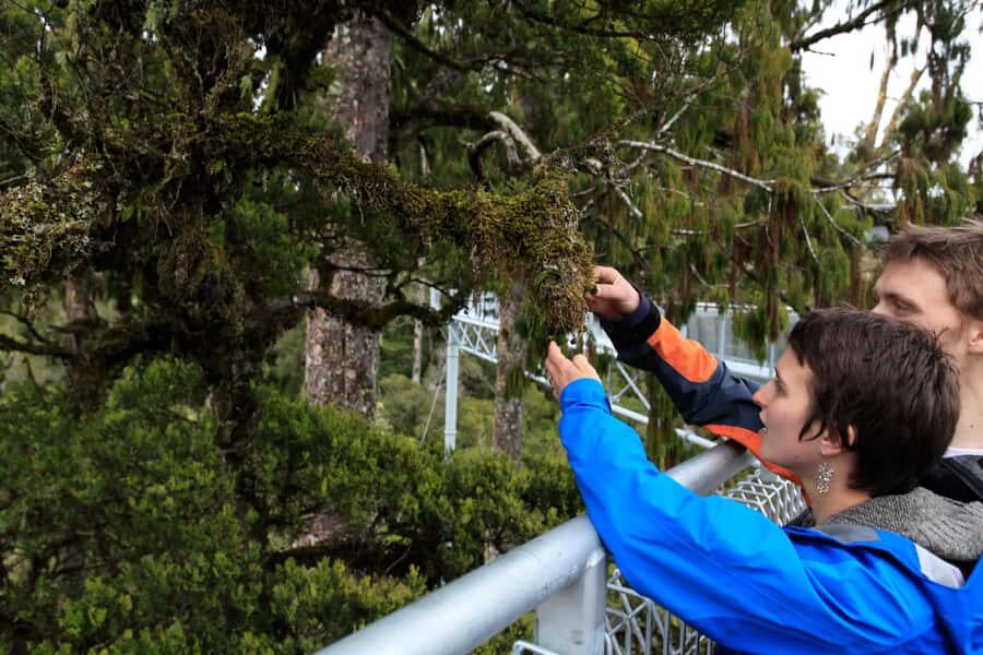 Greymouth: Hokitika Gorge and Tree Top Walkway Half-Day Tour - Café breaks and what to do about food