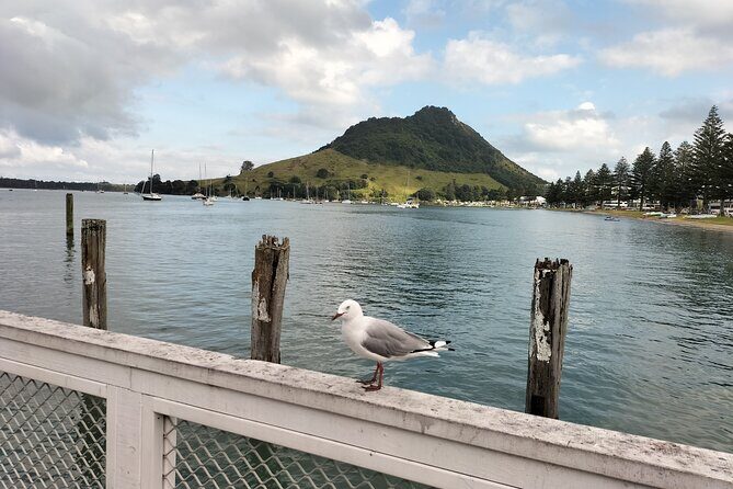 Guided Māori History and Culture Tour to Rotorua and Tauranga - Why this small-group Tauranga to Rotorua Māori tour feels personal