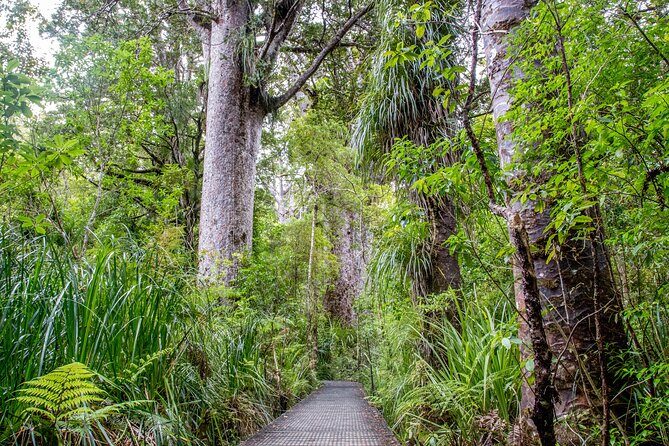Guided Puketi Kauri Forest Tour in Bay of Islands - Key things to know before you go
