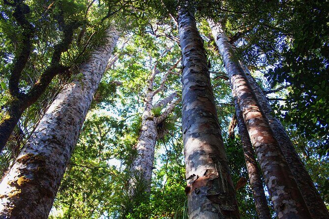 Guided Puketi Kauri Forest Tour in Bay of Islands - Why the Puketi Kauri Forest feels special (even with only 3 hours)