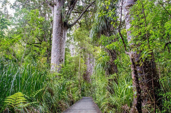 Guided Puketi Kauri Forest Tour in Bay of Islands - Haruru Falls: a quick photo stop that actually works