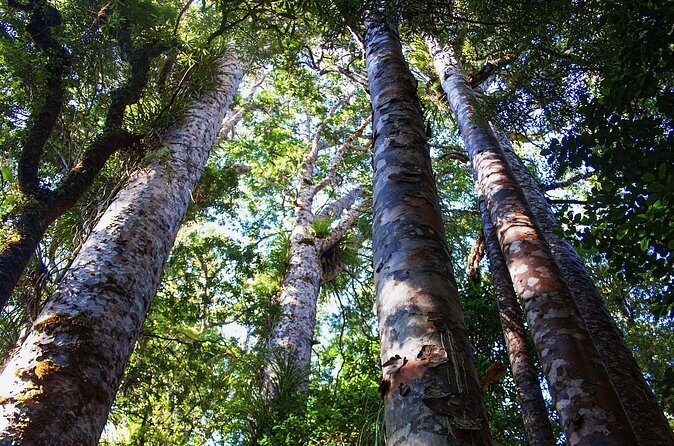 Guided Puketi Kauri Forest Tour in Bay of Islands - Waitangi Golf Club viewpoint: the payoff for a busy afternoon