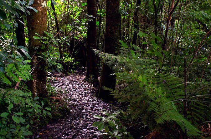 Guided Puketi Kauri Forest Tour in Bay of Islands - Price and value: what $93.09 buys (and what you still need to plan)