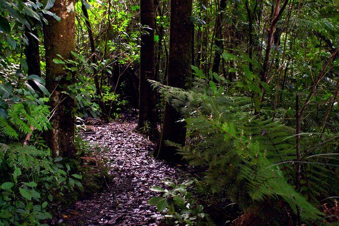 Guided Puketi Kauri Forest Tour in Bay of Islands - Day, twilight, or night: picking the forest mood that fits you