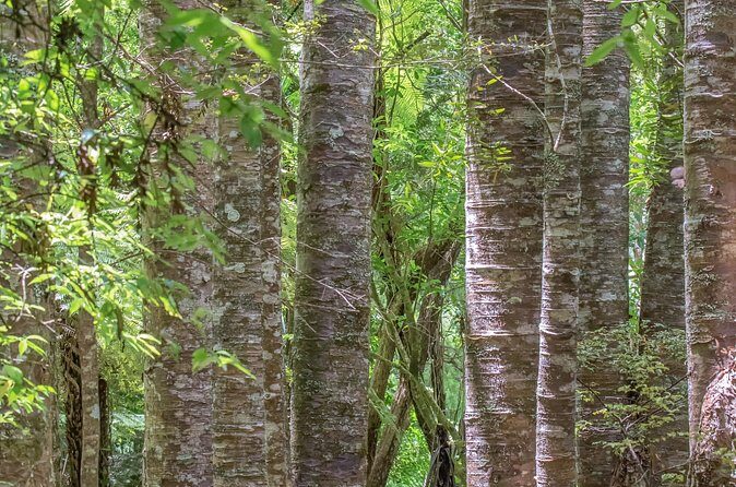 Guided Puketi Kauri Forest Tour in Bay of Islands - Māori heritage and forest ecology: what the guide adds to your photos
