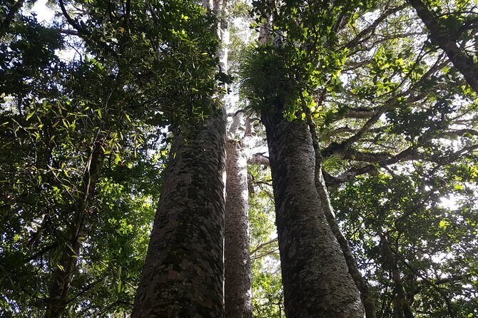 Guided Puketi Kauri Forest Tour in Bay of Islands - Puketi Nature Trail: boardwalk walking and what to watch for