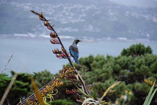 Guided Small Group Walking Tour in Wellington - Price and logistics: what you’re paying for (and why it’s fair)