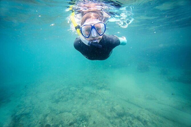 Guided Snorkeling and Island Exploration in Auckland - The 4-Hour Flow: What Happens After You Arrive on Tiritiri Matangi