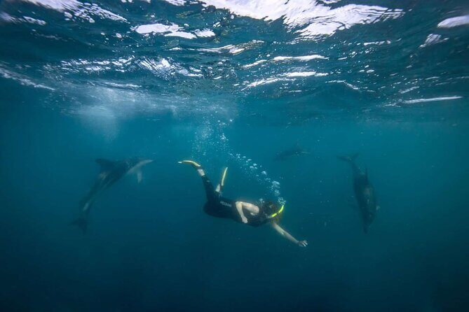 Guided Snorkeling and Island Exploration in Auckland - Group Size and Guide Style: Small-Group Attention That Changes the Day