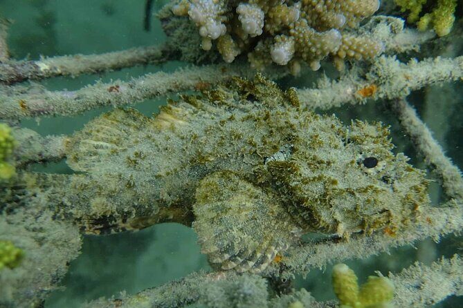 Guided Snorkeling and Island Exploration in Auckland - Who This Tour Suits Best (and Who Should Skip It)