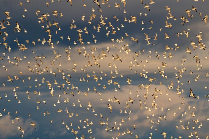 Guided Tour at Pukorokoro Shorebird Centre - Key highlights you’ll notice fast