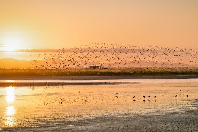 Guided Tour at Pukorokoro Shorebird Centre - Conservation impact: why supporting this centre makes sense