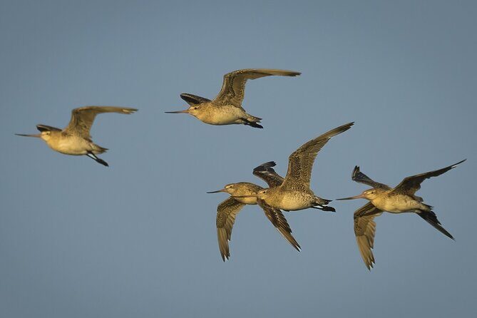 Guided Tour at Pukorokoro Shorebird Centre - Using telescopes to spot thousands of shorebirds