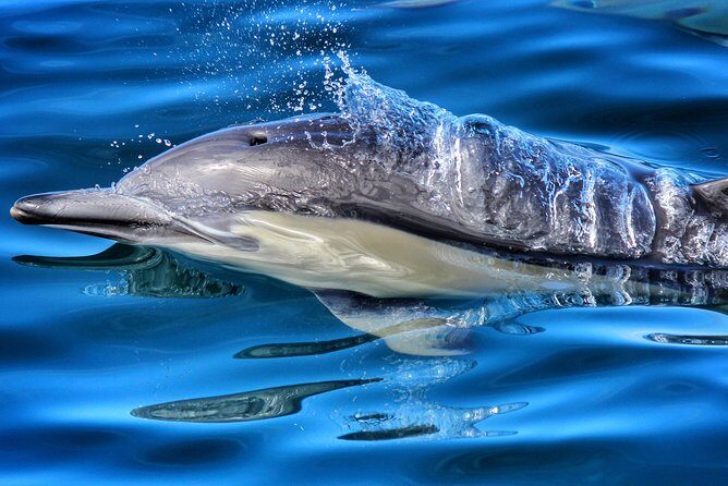 Half Day Dolphin & Wildlife Cruise - Tauranga - Key things to notice before you go