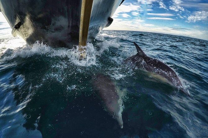 Half Day Dolphin & Wildlife Cruise - Tauranga - Bay Explorer at 9am: what the morning sets you up for
