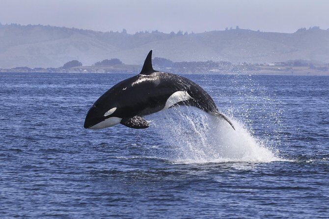 Half Day Dolphin & Wildlife Cruise - Tauranga - Walking Mount Maunganui: why the land stops matter