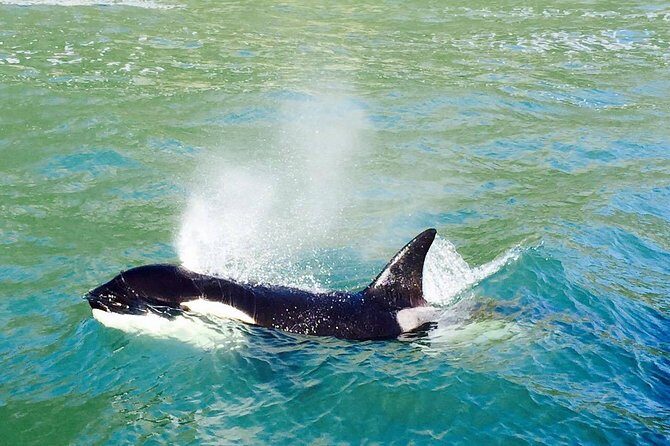 Half Day Dolphin & Wildlife Cruise - Tauranga - Crew energy and onboard commentary: making sense of what you see