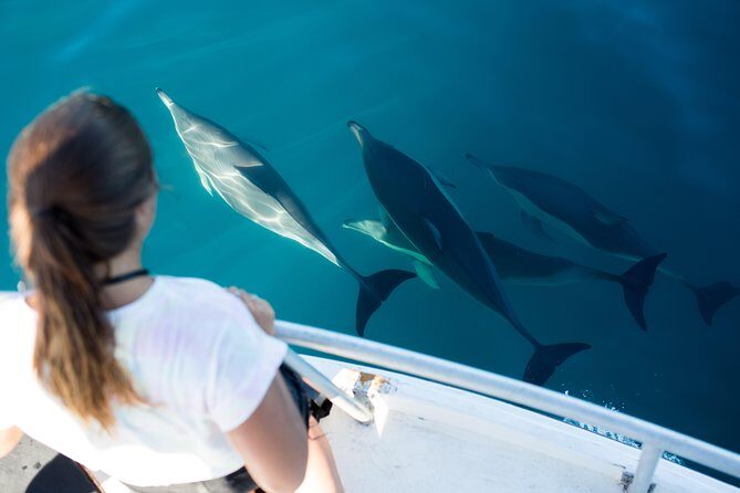Half Day Dolphin & Wildlife Cruise - Tauranga - 360° boat views and seating: where you’ll want to be