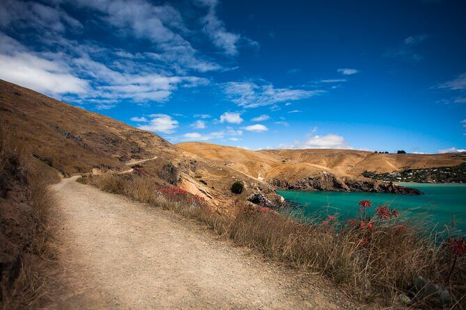 Half Day Guided Walking Tour on Banks Peninsula - Godley Head Loop Track: Views, WW2 Stops, and the Antarctic Cabin
