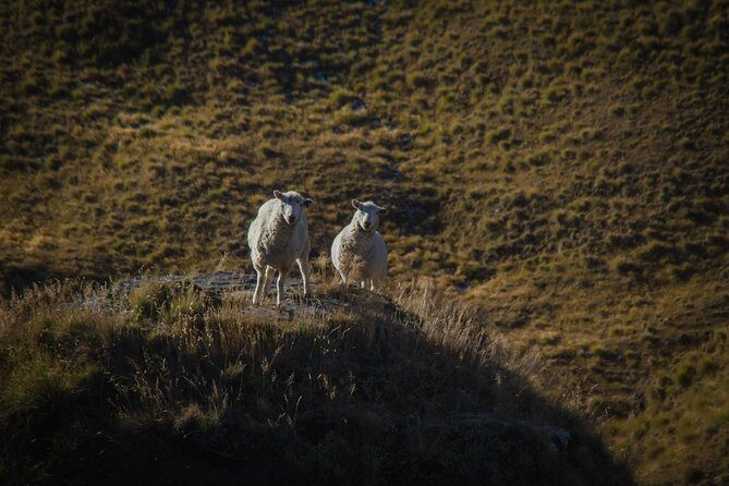 Half Day Queenstown & Beyond Private Scenic Photography Tour - Who should book this (and who might skip it)