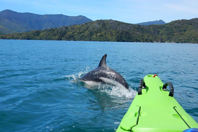 Half day Sea Kayak Guided Tour from Picton - Key Things You’ll Notice on This Picton Sea Kayak Tour