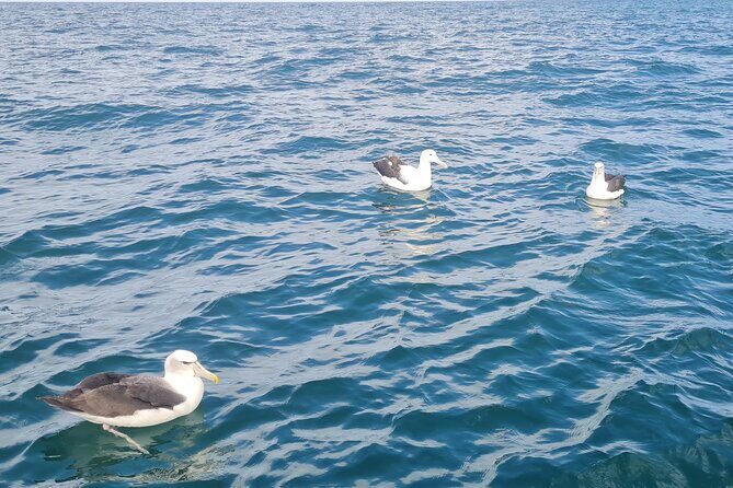Harbour, Albatross and Wildlife Cruise on Otago Harbour - Wildlife, Nature, and the Skipper’s Commentary